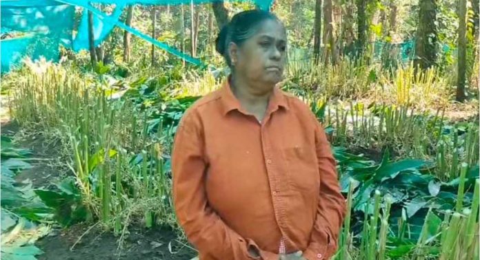 വയോധികയെ താമസ മുറിയിൽ നിന്ന് ഇറക്കിവിട്ട് ഉപജീവനമാർഗ്ഗമായ ഏലച്ചെടികൾ വെട്ടി നശിപ്പിച്ച് എസ്റ്റേറ്റ് മാനേജ്മെൻറ് വയോധികയെ താമസ മുറിയിൽ നിന്ന് ഇറക്കിവിട്ട് ഉപജീവനമാർഗ്ഗമായ ഏലച്ചെടികൾ വെട്ടി നശിപ്പിച്ച് എസ്റ്റേറ്റ് മാനേജ്മെൻറ്