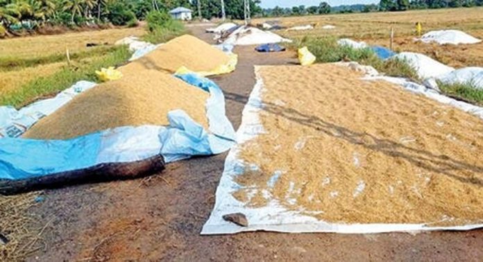 വേനൽമഴ ; ആശങ്കയില് കുട്ടനാട്ടിലെ കര്ഷകര് വേനൽമഴ ; ആശങ്കയില് കുട്ടനാട്ടിലെ കര്ഷകര്