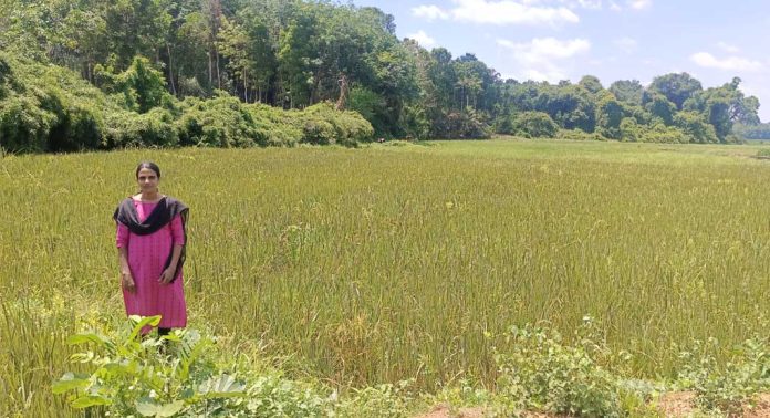 വര്ണശബളം ഈ നെല്ച്ചെടികള് ജപ്പാന് വയലറ്റ് കൃഷിയിറക്കി മാവര പാടശേഖര സമിതി വര്ണശബളം ഈ നെല്ച്ചെടികള് ജപ്പാന് വയലറ്റ് കൃഷിയിറക്കി മാവര പാടശേഖര സമിതി