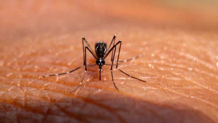 ചിക്കുൻഗുനിയ വ്യാപിക്കുന്നു ; സംസ്ഥാനത്തും പ്രതിരോധം ശക്തമാക്കാൻ ആരോഗ്യവകുപ്പ് ചിക്കുൻഗുനിയ വ്യാപിക്കുന്നു ; സംസ്ഥാനത്തും പ്രതിരോധം ശക്തമാക്കാൻ ആരോഗ്യവകുപ്പ്