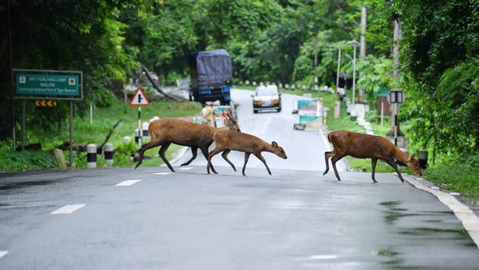 ദേശീയപാതയിൽ കെഎസ്ആർടിസി ബസ്സിടിച്ച് പുള്ളിമാൻ ചത്ത സംഭവം ; നായാട്ടിന് കേസെടുത്തു ദേശീയപാതയിൽ കെഎസ്ആർടിസി ബസ്സിടിച്ച് പുള്ളിമാൻ ചത്ത സംഭവം ; നായാട്ടിന് കേസെടുത്തു
