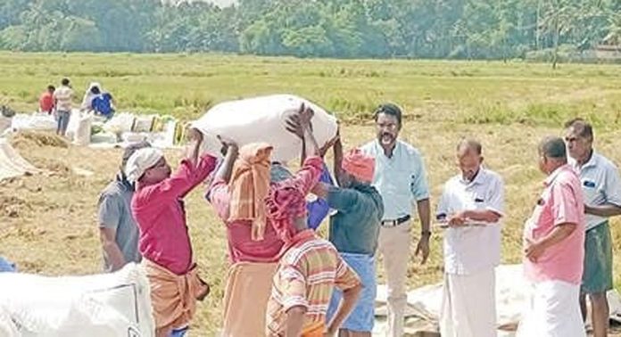 മാന്നാർ കുരട്ടിശ്ശേരി പുഞ്ചയിലെ നാലുതോട് പാടശേഖരത്തിൽ കൊയ്ത്തുതുടങ്ങി മാന്നാർ കുരട്ടിശ്ശേരി പുഞ്ചയിലെ നാലുതോട് പാടശേഖരത്തിൽ കൊയ്ത്തുതുടങ്ങി