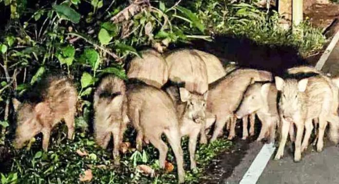 മല്ലപ്പള്ളി താലൂക്ക് പ്രദേശങ്ങളിൽ കാട്ടുപന്നിയുടെ ശല്യം രൂക്ഷം ; കർഷകർ ആശങ്കയിൽ മല്ലപ്പള്ളി താലൂക്ക് പ്രദേശങ്ങളിൽ കാട്ടുപന്നിയുടെ ശല്യം രൂക്ഷം ; കർഷകർ ആശങ്കയിൽ