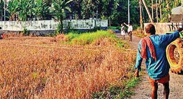 വേനൽമഴ ; അപ്പർ കുട്ടനാട്ടിൽ കൊയ്ത്ത് പ്രതിസന്ധിയിൽ വേനൽമഴ ; അപ്പർ കുട്ടനാട്ടിൽ കൊയ്ത്ത് പ്രതിസന്ധിയിൽ