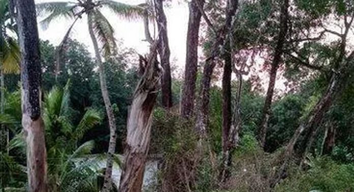 ചെറിയനാട് പഞ്ചായത്തില് അക്വേഷ്യ മരങ്ങളും മറ്റ് പാഴ്മരങ്ങളും നാട്ടുകാർക്കും യാത്രക്കാർക്കും ഭീഷണിയാകുന്നു ചെറിയനാട് പഞ്ചായത്തില് അക്വേഷ്യ മരങ്ങളും മറ്റ് പാഴ്മരങ്ങളും നാട്ടുകാർക്കും യാത്രക്കാർക്കും ഭീഷണിയാകുന്നു