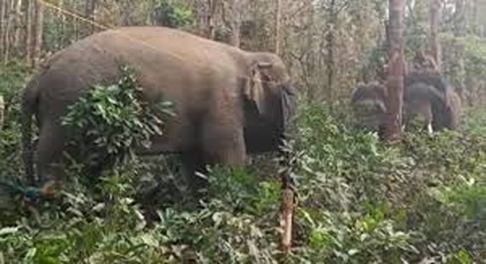 പാലക്കാട് കാട്ടാന ഓട്ടോറിക്ഷ തകർത്തു പാലക്കാട് കാട്ടാന ഓട്ടോറിക്ഷ തകർത്തു