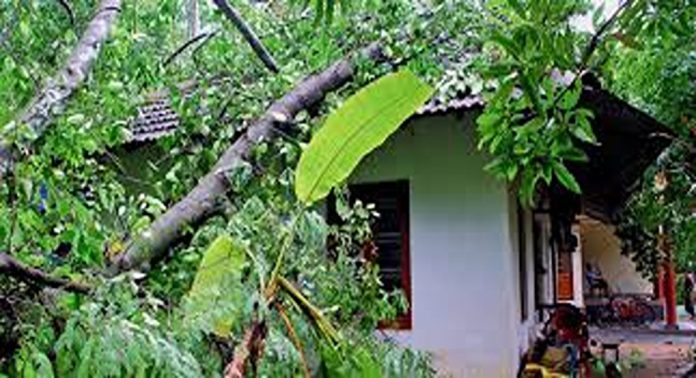 തിരുവനന്തപുരം വിതുരയിൽ കാറ്റിലും മഴയിലും മരം വീണ് വീടുകളും ഇലക്ട്രിക്ക് പോസ്റ്റുകളും തകർന്നു തിരുവനന്തപുരം വിതുരയിൽ കാറ്റിലും മഴയിലും മരം വീണ് വീടുകളും ഇലക്ട്രിക്ക് പോസ്റ്റുകളും തകർന്നു