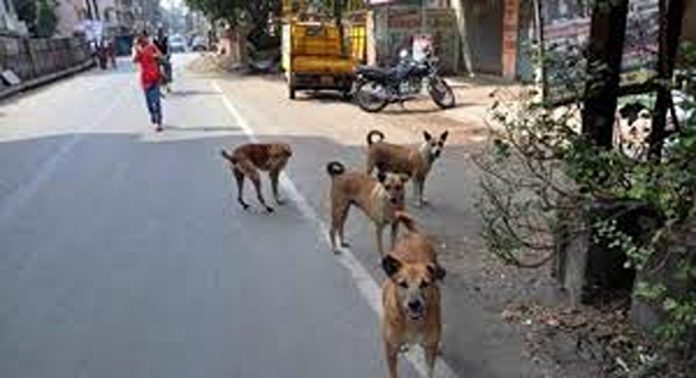 സംസ്ഥാനത്ത് ഈ മാസം മാത്രം പേവിഷബാധയേറ്റ് മരിച്ചത് ആറ് പേർ സംസ്ഥാനത്ത് ഈ മാസം മാത്രം പേവിഷബാധയേറ്റ് മരിച്ചത് ആറ് പേർ