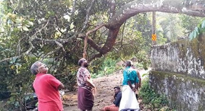 ഒടിഞ്ഞുവീണ ആഞ്ഞിലിമരത്തിന്റെ കീഴിൽനിന്ന് സ്കൂട്ടർ യാത്രികർ അത്ഭുതകരമായി രക്ഷപെട്ടു ഒടിഞ്ഞുവീണ ആഞ്ഞിലിമരത്തിന്റെ കീഴിൽനിന്ന് സ്കൂട്ടർ യാത്രികർ അത്ഭുതകരമായി രക്ഷപെട്ടു