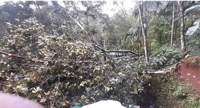 വേനൽ മഴയിലും ശക്തമായ കാറ്റിലും കോന്നിയിൽ വൻ നാശനഷ്ടം വേനൽ മഴയിലും ശക്തമായ കാറ്റിലും കോന്നിയിൽ വൻ നാശനഷ്ടം