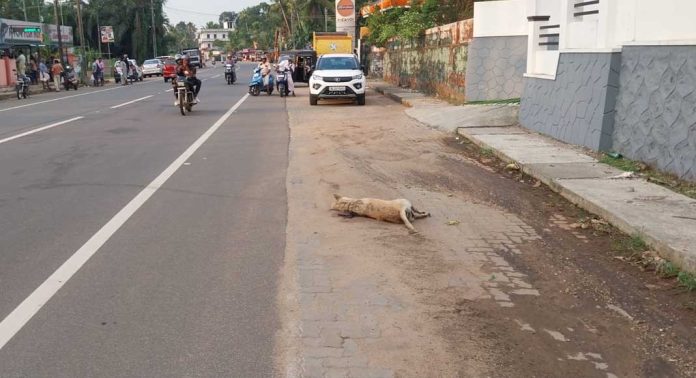 കോന്നി ഗ്രാമപഞ്ചായത്തിൽ തെരുവ് നായ ചത്ത് മണം വന്നിട്ടും മറവ് ചെയ്യാൻ നടപടിയില്ലെന്ന് പരാതി കോന്നി ഗ്രാമപഞ്ചായത്തിൽ തെരുവ് നായ ചത്ത് മണം വന്നിട്ടും മറവ് ചെയ്യാൻ നടപടിയില്ലെന്ന് പരാതി