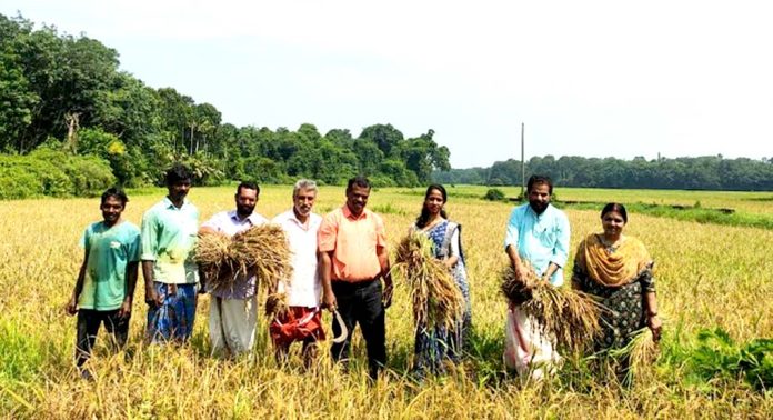 പന്തളത്ത് ജപ്പാന് വയലറ്റ് നെല് കൃഷിയുടെ വിളവെടുപ്പ് നടന്നു പന്തളത്ത് ജപ്പാന് വയലറ്റ് നെല് കൃഷിയുടെ വിളവെടുപ്പ് നടന്നു