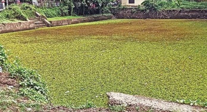 ഇലിപ്പക്കുളം നാമ്പുകുളം ആധുനിക നീന്തൽ പരിശീലനകേന്ദ്രത്തിന്റെ നിർമാണം പാതിവഴിയിൽ നിലച്ചിട്ട് ഒൻപതരവർഷം ഇലിപ്പക്കുളം നാമ്പുകുളം ആധുനിക നീന്തൽ പരിശീലനകേന്ദ്രത്തിന്റെ നിർമാണം പാതിവഴിയിൽ നിലച്ചിട്ട് ഒൻപതരവർഷം