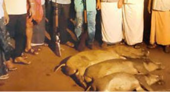 അരുവാപ്പുലം ഗ്രാമപ്പഞ്ചായത്തിലെ ജനവാസകേന്ദ്രത്തിലിറങ്ങി കൃഷി നശിപ്പിക്കുന്ന കാട്ടുപന്നികളെ വെടിവെച്ചുകൊന്നു അരുവാപ്പുലം ഗ്രാമപ്പഞ്ചായത്തിലെ ജനവാസകേന്ദ്രത്തിലിറങ്ങി കൃഷി നശിപ്പിക്കുന്ന കാട്ടുപന്നികളെ വെടിവെച്ചുകൊന്നു