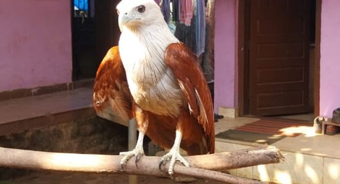 പറക്കാൻ കഴിയാത്ത പരുന്തിന് സംരക്ഷണമൊരുക്കി കോന്നി വനം വകുപ്പ് സ്ട്രൈകിങ് ഫോഴ്സ് പറക്കാൻ കഴിയാത്ത പരുന്തിന് സംരക്ഷണമൊരുക്കി കോന്നി വനം വകുപ്പ് സ്ട്രൈകിങ് ഫോഴ്സ്