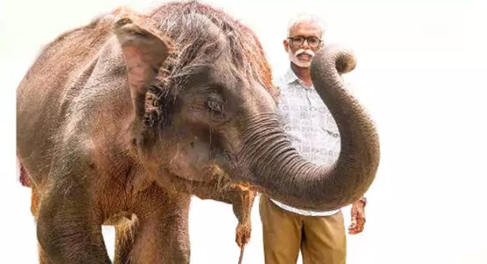 കോന്നി ആനത്താവളത്തിലെ കൊച്ചയ്യപ്പന് രണ്ടാം ഘട്ട പരിശീലനം ഉടൻ തുടങ്ങും കോന്നി ആനത്താവളത്തിലെ കൊച്ചയ്യപ്പന് രണ്ടാം ഘട്ട പരിശീലനം ഉടൻ തുടങ്ങും