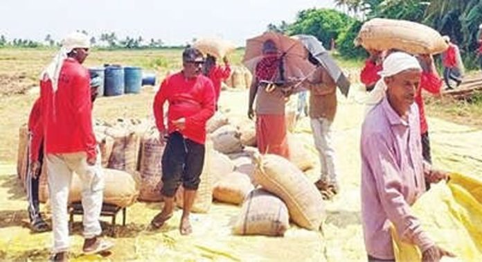 കുട്ടനാട്ടിലെ നെല്ലെടുപ്പു സംബന്ധിച്ച പ്രതിസന്ധി നീങ്ങി കുട്ടനാട്ടിലെ നെല്ലെടുപ്പു സംബന്ധിച്ച പ്രതിസന്ധി നീങ്ങി