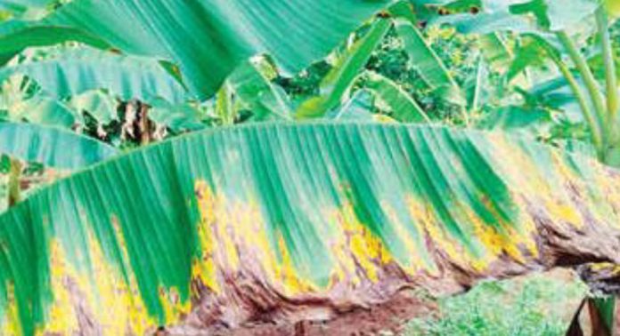 വാഴയിൽ പടരുന്ന ഇലപ്പുള്ളി രോഗം കർഷകരെ വലയ്ക്കുന്നു വാഴയിൽ പടരുന്ന ഇലപ്പുള്ളി രോഗം കർഷകരെ വലയ്ക്കുന്നു