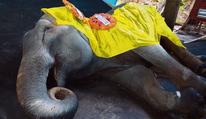 ഗുരുവായൂര് ദേവസ്വം പുന്നത്തൂര് ആനക്കോട്ടയിലെ പിടിയാന നന്ദിനി ചരിഞ്ഞു ഗുരുവായൂര് ദേവസ്വം പുന്നത്തൂര് ആനക്കോട്ടയിലെ പിടിയാന നന്ദിനി ചരിഞ്ഞു
