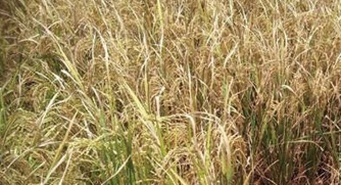ചിറ്റിലപ്പാടത്ത് നെല്ല് പാകമായി ; പക്ഷേ കാർഷികോപകരണങ്ങള് സൂക്ഷിക്കാനുള്ള ഷെഡ് തയാറായില്ല ചിറ്റിലപ്പാടത്ത് നെല്ല് പാകമായി ; പക്ഷേ കാർഷികോപകരണങ്ങള് സൂക്ഷിക്കാനുള്ള ഷെഡ് തയാറായില്ല