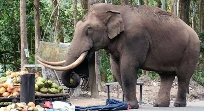 മൂന്നാര് ടൗണിലെ കടകള് അടിച്ചു തകര്ത്ത് പടയപ്പ മൂന്നാര് ടൗണിലെ കടകള് അടിച്ചു തകര്ത്ത് പടയപ്പ
