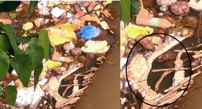 മാലിന്യ വാഹിനിയായി പത്തനംതിട്ട കണ്ണങ്കര തോട് – പെരുമ്പാമ്പ് ചത്ത് അഴുകിയ നിലയില് ; തിരിഞ്ഞു നോക്കാതെ നഗരസഭ മാലിന്യ വാഹിനിയായി പത്തനംതിട്ട കണ്ണങ്കര തോട് – പെരുമ്പാമ്പ് ചത്ത് അഴുകിയ നിലയില് ; തിരിഞ്ഞു നോക്കാതെ നഗരസഭ