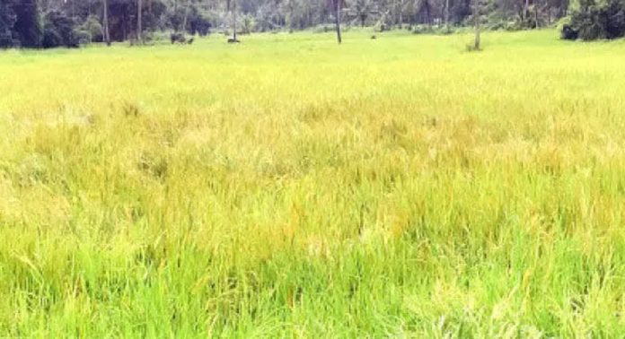 മാവരപ്പാടത്ത് വരിനെല്ല് കിളിർത്ത് കൃഷിനാശം മാവരപ്പാടത്ത് വരിനെല്ല് കിളിർത്ത് കൃഷിനാശം