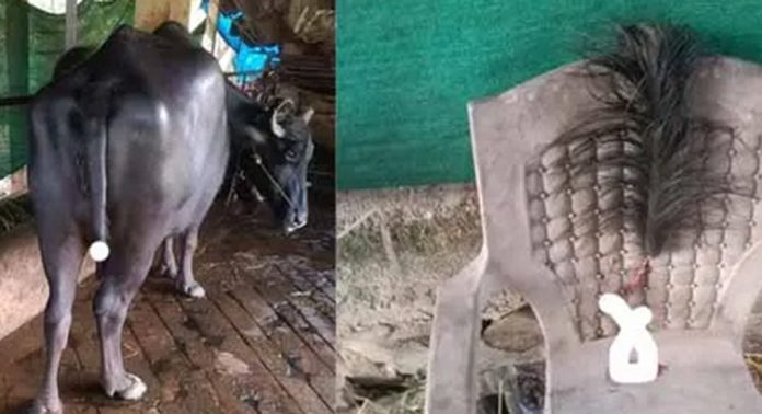 തിരുവല്ല നിരണത്ത് എരുമയുടെ വാല് മുറിച്ചെറിഞ്ഞു തിരുവല്ല നിരണത്ത് എരുമയുടെ വാല് മുറിച്ചെറിഞ്ഞു