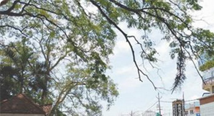 അടൂർ – കായംകുളം റൂട്ടില് അപകടഭീതിയുയര്ത്തി മരങ്ങള് അടൂർ – കായംകുളം റൂട്ടില് അപകടഭീതിയുയര്ത്തി മരങ്ങള്