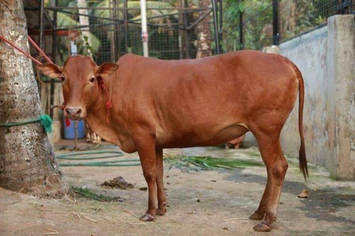 പാലക്കാട് പടക്കം വായിലിരുന്ന് പൊട്ടി പശുവിന് പരിക്ക് പാലക്കാട് പടക്കം വായിലിരുന്ന് പൊട്ടി പശുവിന് പരിക്ക്