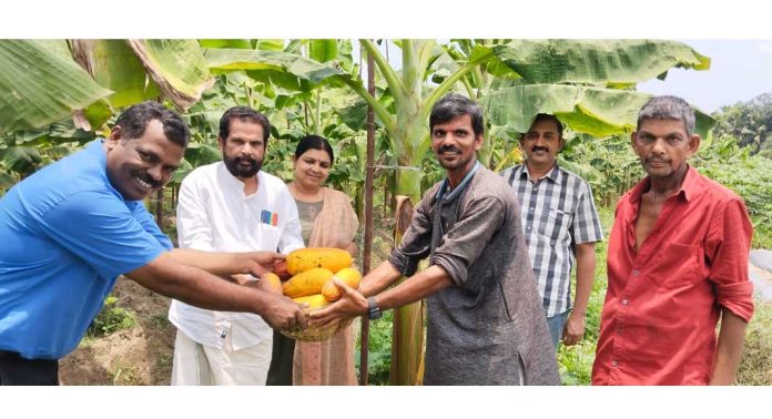 കണി വെള്ളരിയില് നൂറുമേനി വിളവുമായി പന്തളം തെക്കേക്കര കണി വെള്ളരിയില് നൂറുമേനി വിളവുമായി പന്തളം തെക്കേക്കര