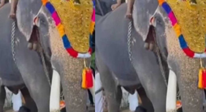 കണ്ണൂരിൽ മുറിവുണങ്ങാത്ത ആനയെ എഴുന്നള്ളിപ്പിന് ഉപയോഗിച്ചു കണ്ണൂരിൽ മുറിവുണങ്ങാത്ത ആനയെ എഴുന്നള്ളിപ്പിന് ഉപയോഗിച്ചു