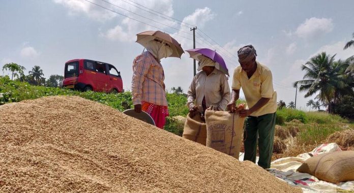 കുട്ടനാട്ടിലെ ഗുണനിലവാരം കുറഞ്ഞ നെല്ല് ഒരാഴ്ചയ്ക്കകം കൃഷിവകുപ്പ് നേരിട്ട് സംഭരിക്കും കുട്ടനാട്ടിലെ ഗുണനിലവാരം കുറഞ്ഞ നെല്ല് ഒരാഴ്ചയ്ക്കകം കൃഷിവകുപ്പ് നേരിട്ട് സംഭരിക്കും