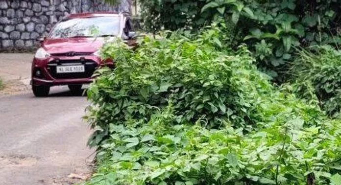 ചിറ്റാർ – പെരുനാട് പാതയിൽ റോഡിലേക്ക് വളര്ന്ന് കാട് ; അപകടഭീതിയില് യാത്രക്കാര് ചിറ്റാർ – പെരുനാട് പാതയിൽ റോഡിലേക്ക് വളര്ന്ന് കാട് ; അപകടഭീതിയില് യാത്രക്കാര്
