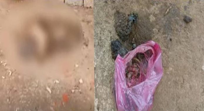 ചൂരൽമലയിൽ ഇറച്ചിയിൽ കാഞ്ഞിര വിഷം കലർത്തി തെരുവുനായകൾക്ക് നൽകി ചൂരൽമലയിൽ ഇറച്ചിയിൽ കാഞ്ഞിര വിഷം കലർത്തി തെരുവുനായകൾക്ക് നൽകി