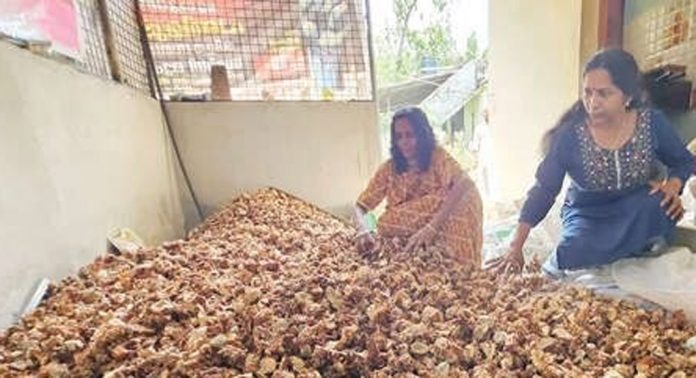 വിലയിടിവ് : വിളവെടുത്ത 300 കിലോ കോലിഞ്ചി വിൽക്കാനാകാതെ വനിതാ കര്ഷകര് വിലയിടിവ് : വിളവെടുത്ത 300 കിലോ കോലിഞ്ചി വിൽക്കാനാകാതെ വനിതാ കര്ഷകര്