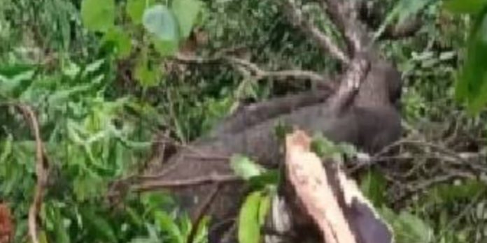 ശക്തമായ കാറ്റ് ; നെടുമ്പാശ്ശേരിയിൽ കനത്ത നാശനഷ്ടം ശക്തമായ കാറ്റ് ; നെടുമ്പാശ്ശേരിയിൽ കനത്ത നാശനഷ്ടം