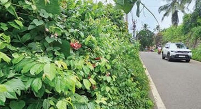 കടമ്പനാട്- ഏഴംകുളം മിനിഹൈവേയില് റോഡ് മറച്ച് കാട് കടമ്പനാട്- ഏഴംകുളം മിനിഹൈവേയില് റോഡ് മറച്ച് കാട്