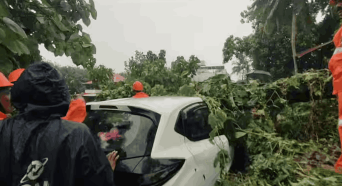 എറണാകുളം കാഞ്ഞിരമറ്റത്ത് ഓടുന്ന കാറിന് മുകളിൽ മരം വീണ് അപകടം എറണാകുളം കാഞ്ഞിരമറ്റത്ത് ഓടുന്ന കാറിന് മുകളിൽ മരം വീണ് അപകടം