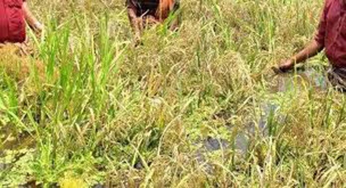 കരിങ്ങാലി പാടത്തെ കൊയ്ത്ത് പ്രതിസന്ധിയില് ; യന്ത്രവാടക താങ്ങാനാകാതെ കര്ഷകര് കരിങ്ങാലി പാടത്തെ കൊയ്ത്ത് പ്രതിസന്ധിയില് ; യന്ത്രവാടക താങ്ങാനാകാതെ കര്ഷകര്
