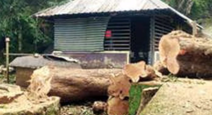 സുരക്ഷാ സംവിധാനം കാര്യക്ഷമമാക്കുന്നതിന്റെ ഭാഗമായി അടവിയിൽ അപകടം വരുത്തുന്ന മരങ്ങൾ മുറിച്ചുമാറ്റി സുരക്ഷാ സംവിധാനം കാര്യക്ഷമമാക്കുന്നതിന്റെ ഭാഗമായി അടവിയിൽ അപകടം വരുത്തുന്ന മരങ്ങൾ മുറിച്ചുമാറ്റി