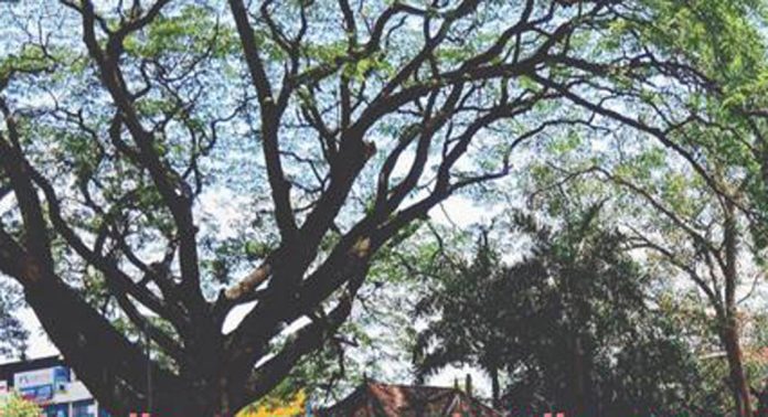 അടൂർ ഗാന്ധി മൈതാനത്ത് നിൽക്കുന്ന തണൽ മരത്തിന്റെ ഉണങ്ങിയ മരക്കൊമ്പ് അപകട ഭീഷണി ഉയർത്തുന്നു അടൂർ ഗാന്ധി മൈതാനത്ത് നിൽക്കുന്ന തണൽ മരത്തിന്റെ ഉണങ്ങിയ മരക്കൊമ്പ് അപകട ഭീഷണി ഉയർത്തുന്നു