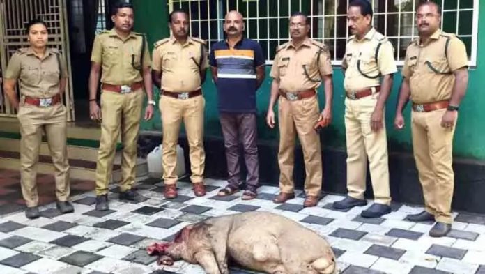 കാട്ടുപന്നിയെ കൊന്ന് കാറിൽ കടത്താൻ ശ്രമിക്കവേ വനപാലകരുടെ പിടിയിലായി അഭിഭാഷകൻ കാട്ടുപന്നിയെ കൊന്ന് കാറിൽ കടത്താൻ ശ്രമിക്കവേ വനപാലകരുടെ പിടിയിലായി അഭിഭാഷകൻ