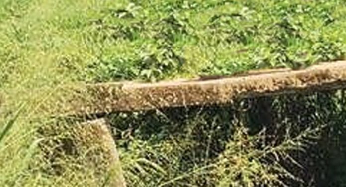 ഓന്തിപ്പുഴ തോടിന് കുറുകെയുള്ള പുതിയ പാലം പണി വൈകുന്നു ഓന്തിപ്പുഴ തോടിന് കുറുകെയുള്ള പുതിയ പാലം പണി വൈകുന്നു