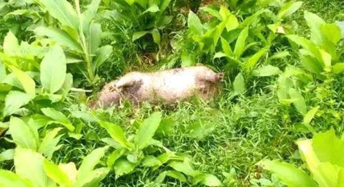 ചിറ്റാർ കോടാലിമുക്കില് കാട്ടുപന്നിയെ ചത്തനിലയിൽ കണ്ടെത്തി ചിറ്റാർ കോടാലിമുക്കില് കാട്ടുപന്നിയെ ചത്തനിലയിൽ കണ്ടെത്തി