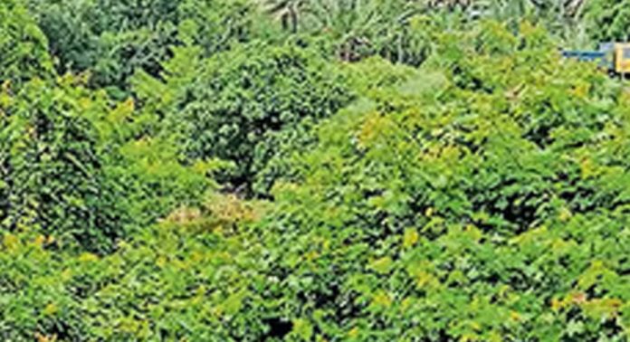 വലിയതോട്ടിലെ നീരൊഴുക്കിനു തടസ്സമായി ഇഞ്ചപ്പടർപ്പ് വലിയതോട്ടിലെ നീരൊഴുക്കിനു തടസ്സമായി ഇഞ്ചപ്പടർപ്പ്