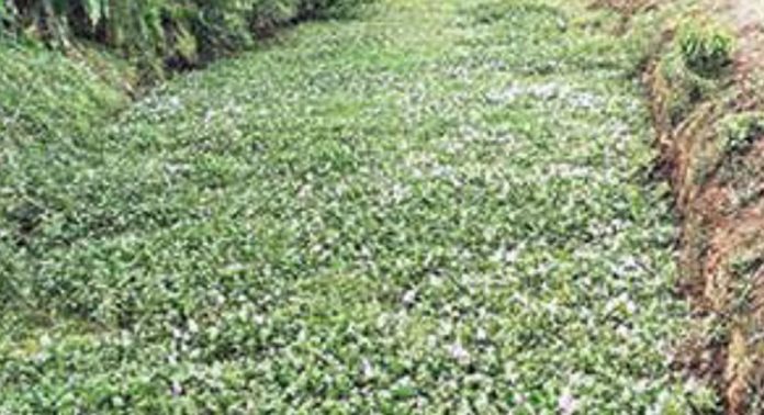 പായലും പോളയും നിറഞ്ഞ് കരിപ്പുഴത്തോട് പായലും പോളയും നിറഞ്ഞ് കരിപ്പുഴത്തോട്