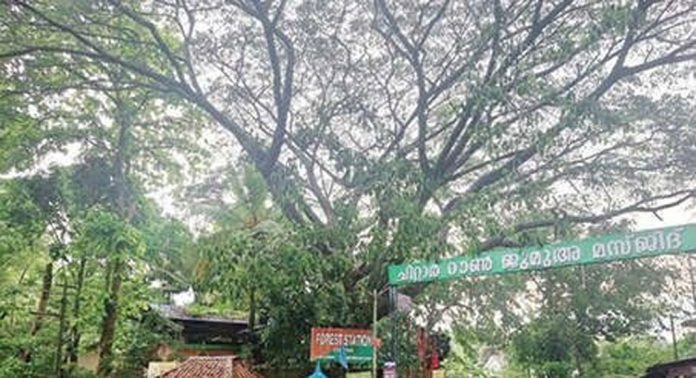 ചിറ്റാർ ടൗണിൽ അപകട ഭീഷണിയായി വാകമരം ചിറ്റാർ ടൗണിൽ അപകട ഭീഷണിയായി വാകമരം