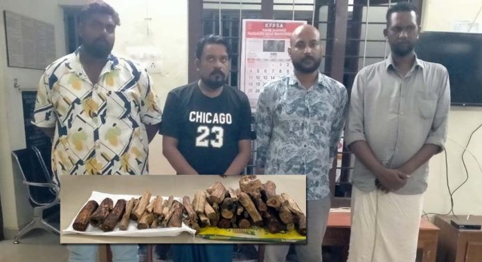 വില്പനയ്ക്കായി കൊണ്ടുവന്ന ചന്ദ്രനത്തടികൾ പിടികൂടി വില്പനയ്ക്കായി കൊണ്ടുവന്ന ചന്ദ്രനത്തടികൾ പിടികൂടി