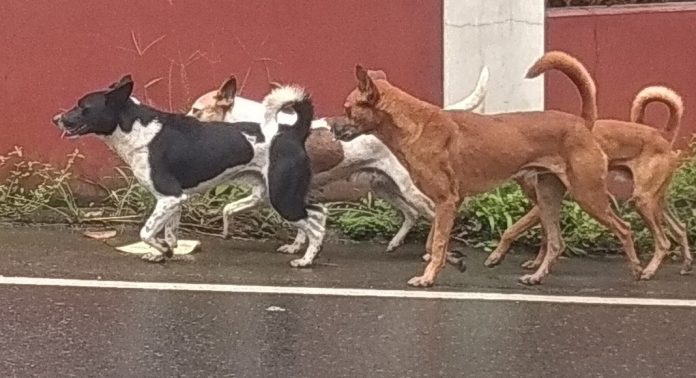 കോന്നിയിൽ തെരുവു നായ ശല്യം രൂക്ഷം ; നടപടി എടുക്കാതെ അധികൃതർ കോന്നിയിൽ തെരുവു നായ ശല്യം രൂക്ഷം ; നടപടി എടുക്കാതെ അധികൃതർ